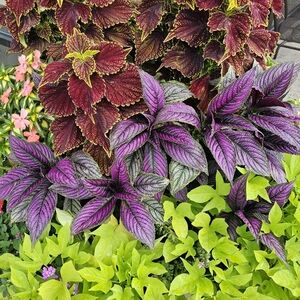 Meet your Posher, Brenda